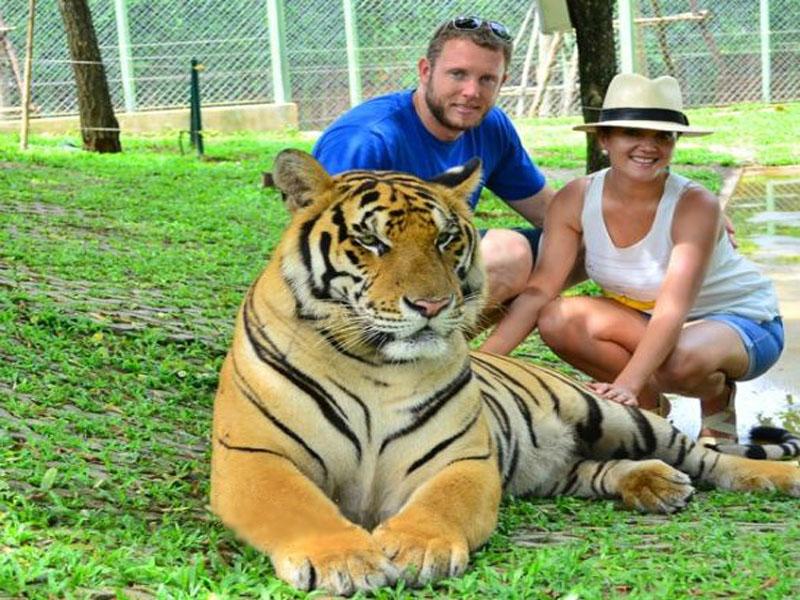 Large Tiger Large Tiger