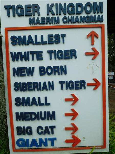 Tiger Sizes Tiger Sizes