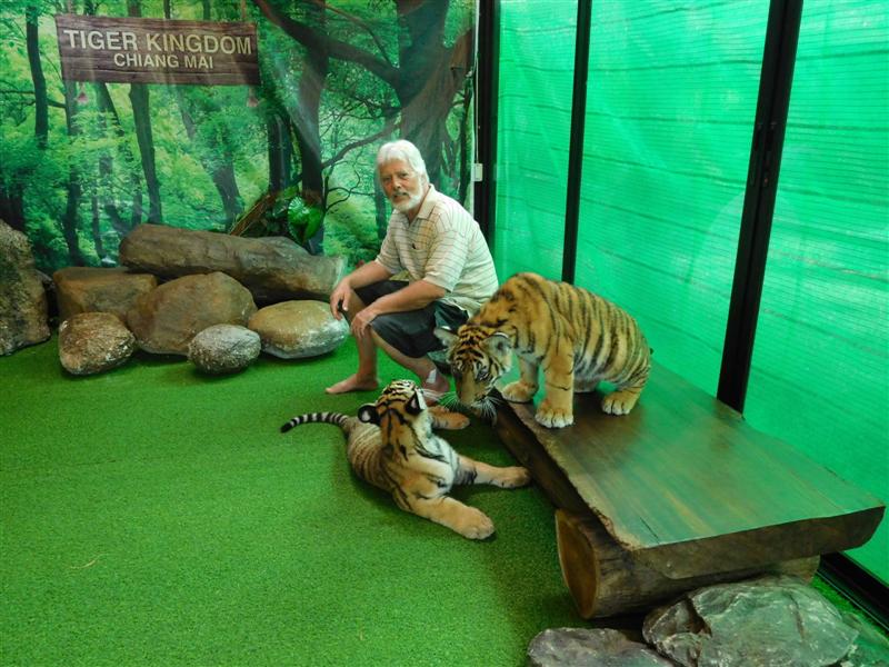 Small Siberian Tigers Small Siberian Tigers