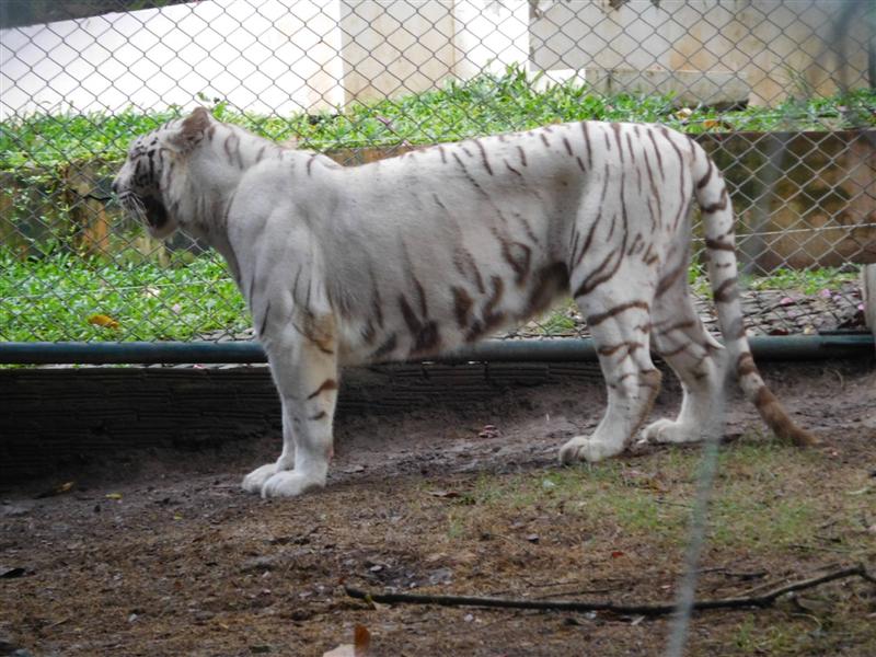 White Tiger White Tiger