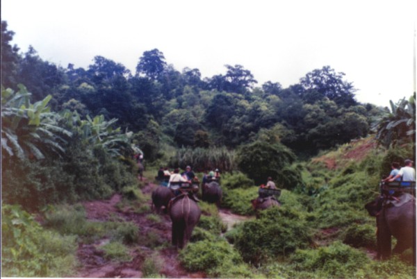 Chiang Mai Jungle Ride