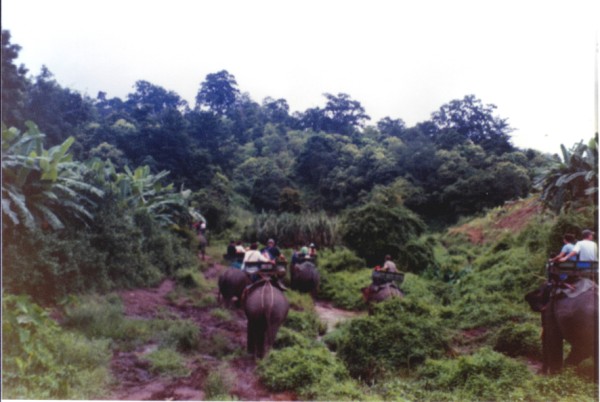 Chiang Mai Jungle Ride Chiang Mai Jungle Ride