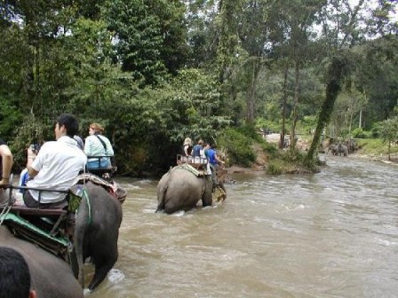 Chiang Mai Elephant Walk Chiang Mai Elephant Walk