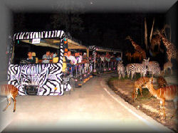 Night Safari tram Night Safari tram